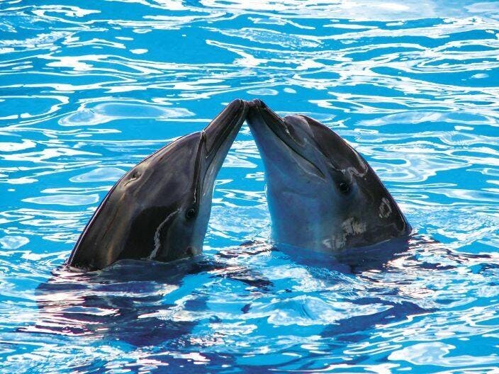 Expériences avec les dauphin avec Delphinus à Puerto Morelos