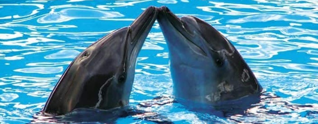 Delphinus delfinupplevelser vid Riviera Maya