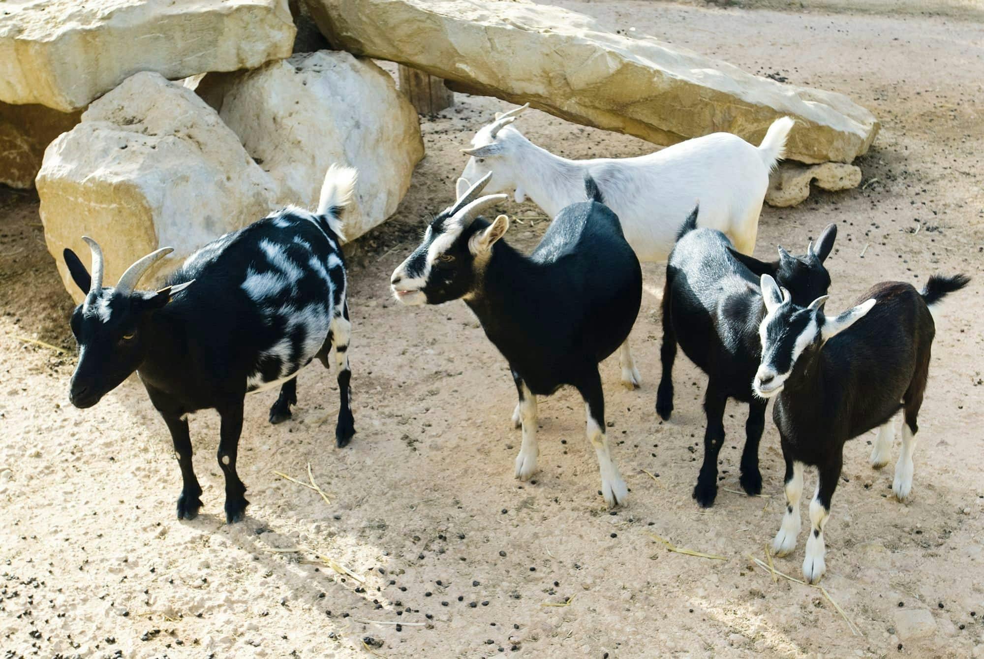 Full-day 4x4 tour of Boa Vista’s northern villages with lunch