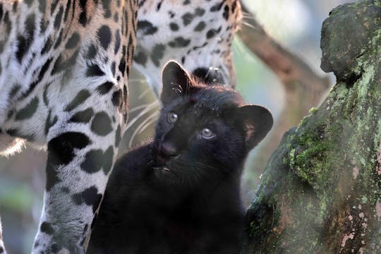 Inngangsbillett til ARTIS Amsterdam Royal Zoo