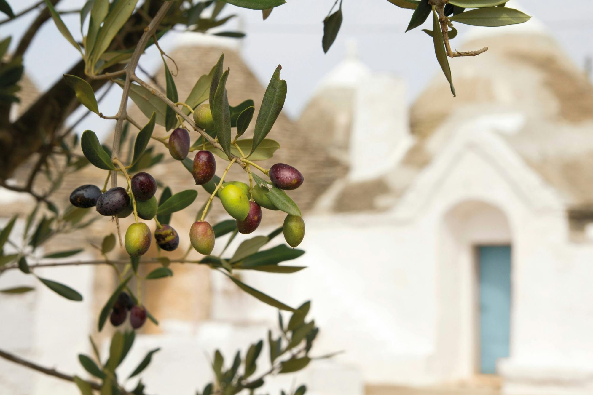 Secrets of Alberobello Tour from Central Puglia