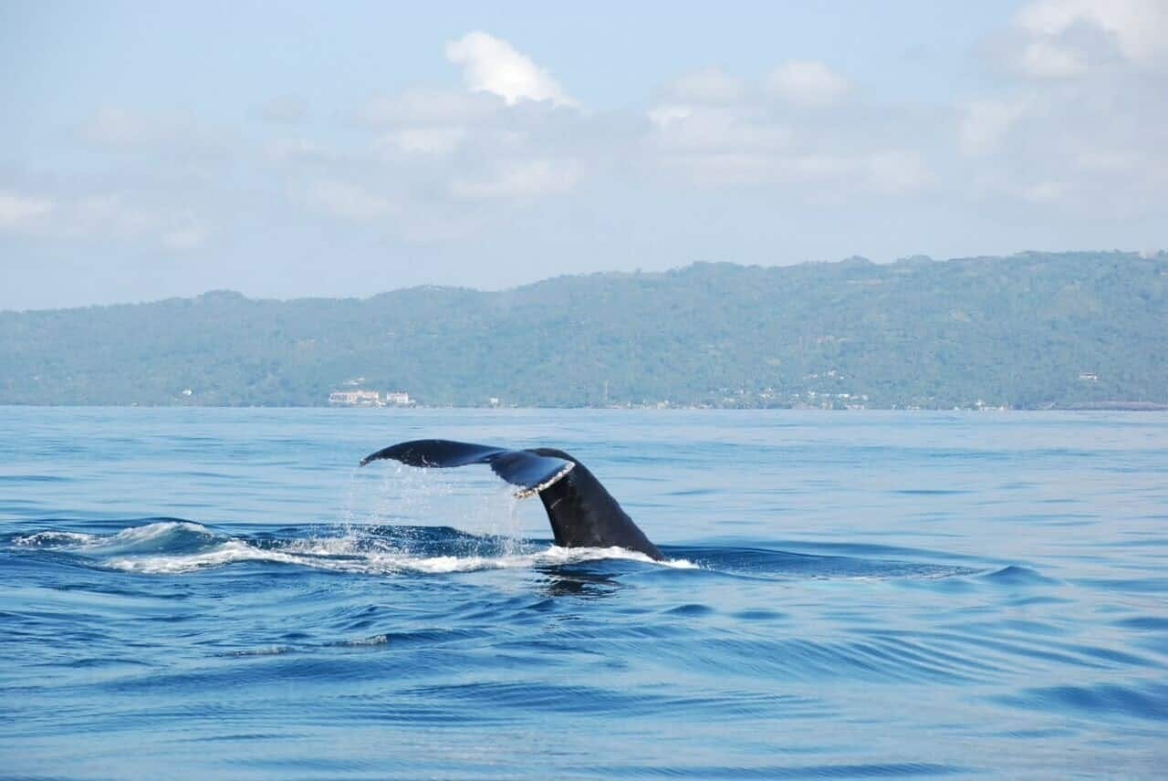 Whale-watching and Bacardi Island