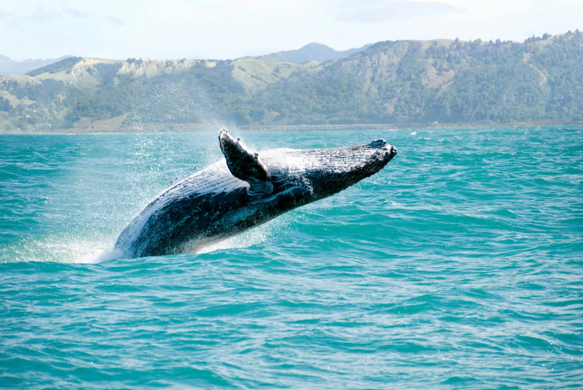 Whale-watching and Bacardi Island