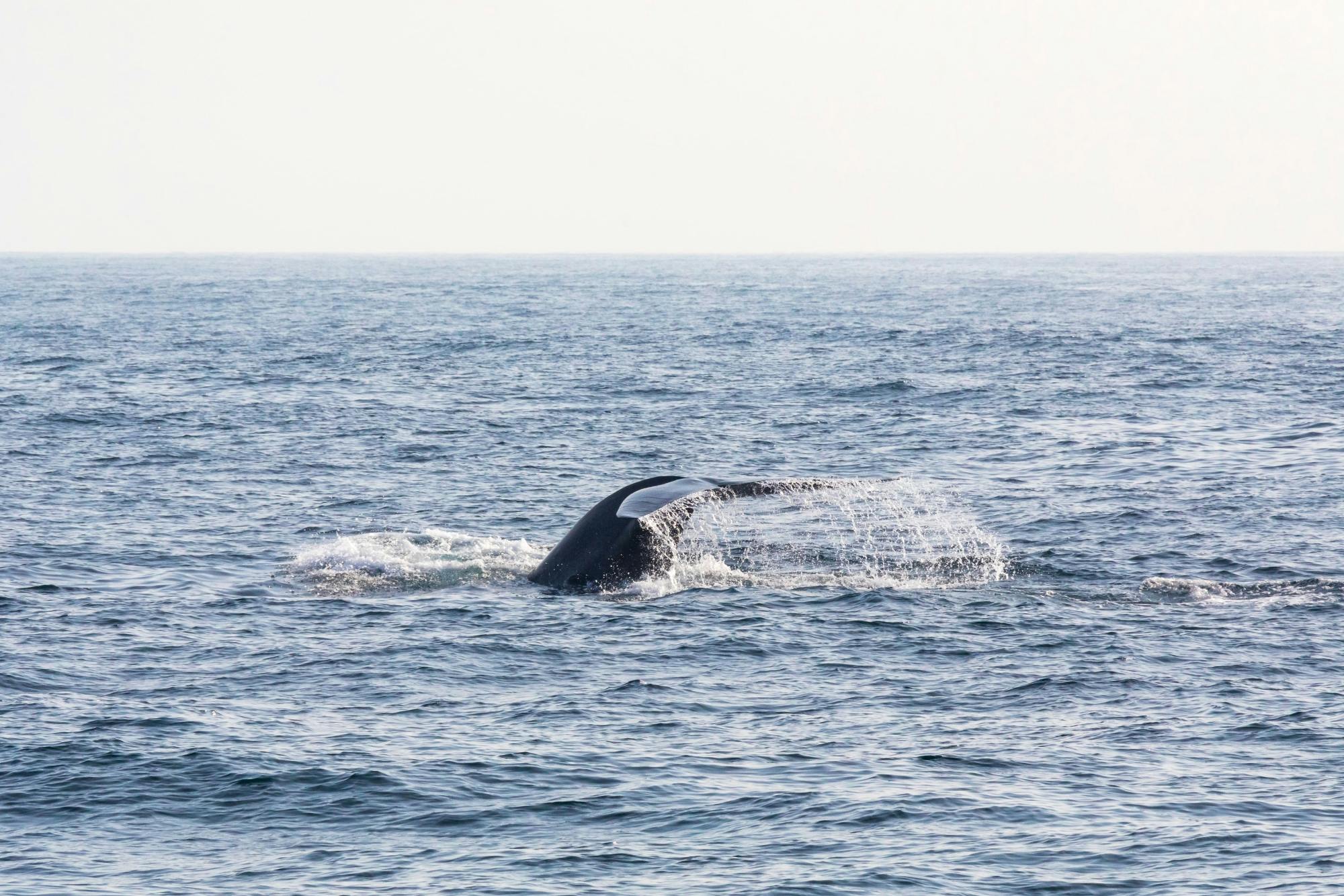 Whale-watching and Bacardi Island