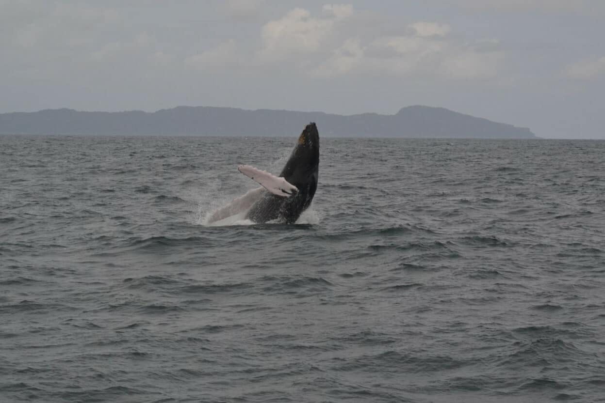 Whale-watching and Bacardi Island