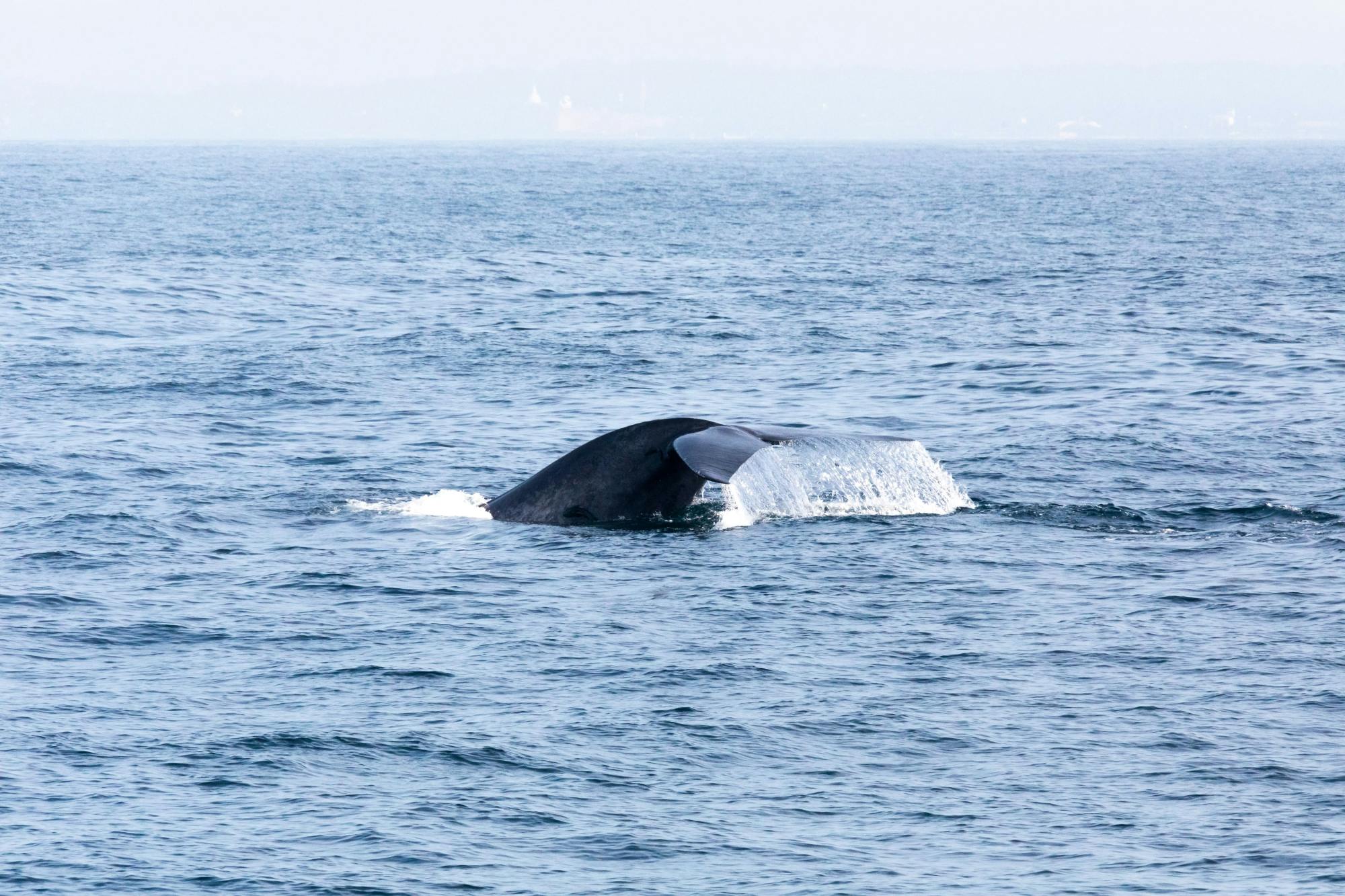 Whale-watching and Bacardi Island