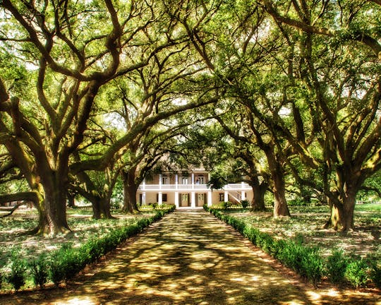 Visite de la plantation Whitney