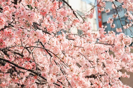 Wycieczka fotograficzna po kwitnących wiśniach w Tokio z wypożyczeniem kimona i lunchem