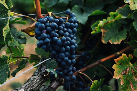 Tour del vino in bici elettrica a Cefalonia