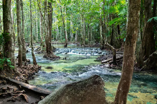 Jungle tour with Tiger Temple from Ko Lanta