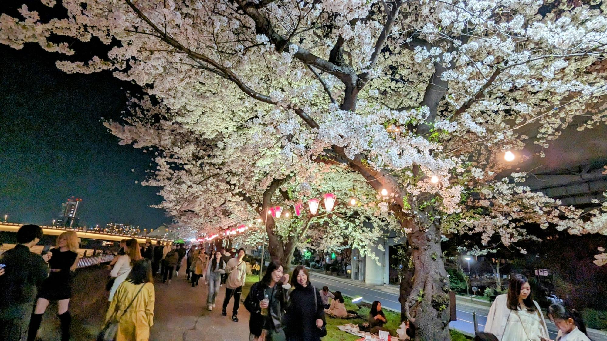 Vista notturna dei ciliegi in fiore ad Asakusa