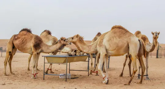Classic Desert Safari with Camp Activities and BBQ Dinner