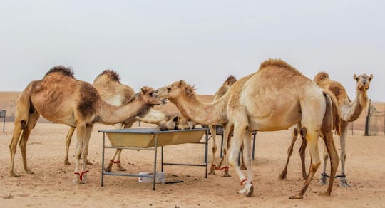 Safári clássico no deserto com atividades de acampamento e jantar com churrasco