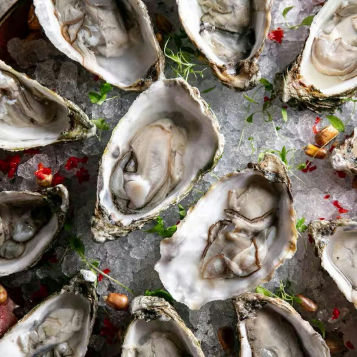 Oysters Happy Hour, drinks and live music experience