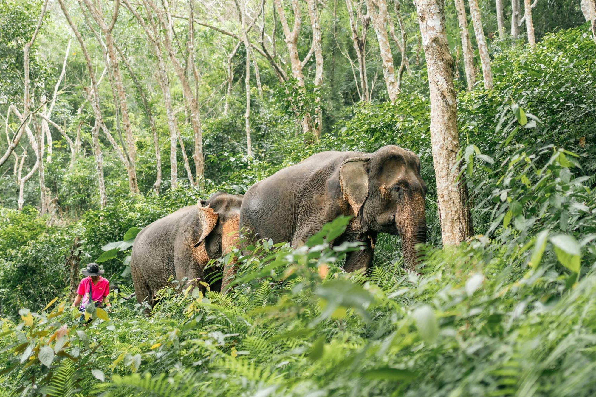 Half-day elephant sanctuary visit in Phuket