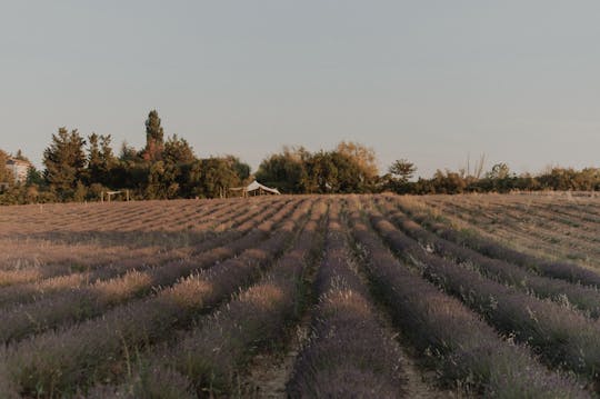 Visit of a lavender field in Aix-en-Provence