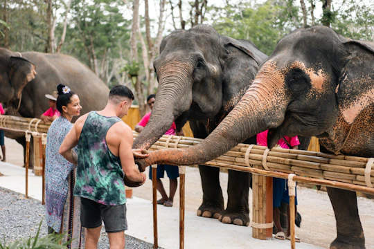 Half-day elephant sanctuary visit in Phuket