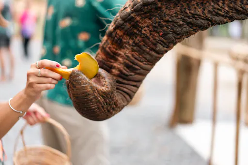 Half-day elephant sanctuary visit in Phuket