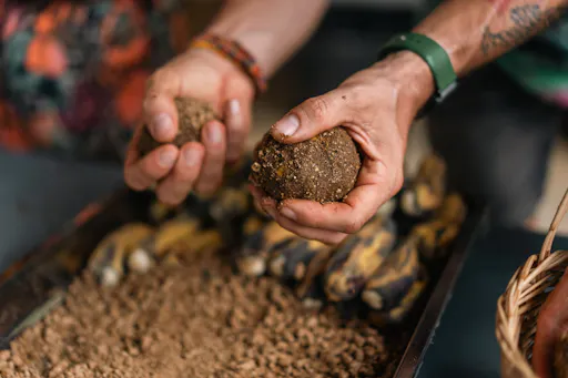 Half-day elephant sanctuary visit in Phuket