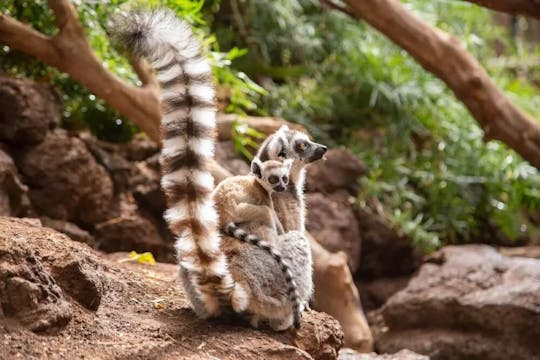 Ingresso all'Oasis Park Fuerteventura con esperienza con i lemuri