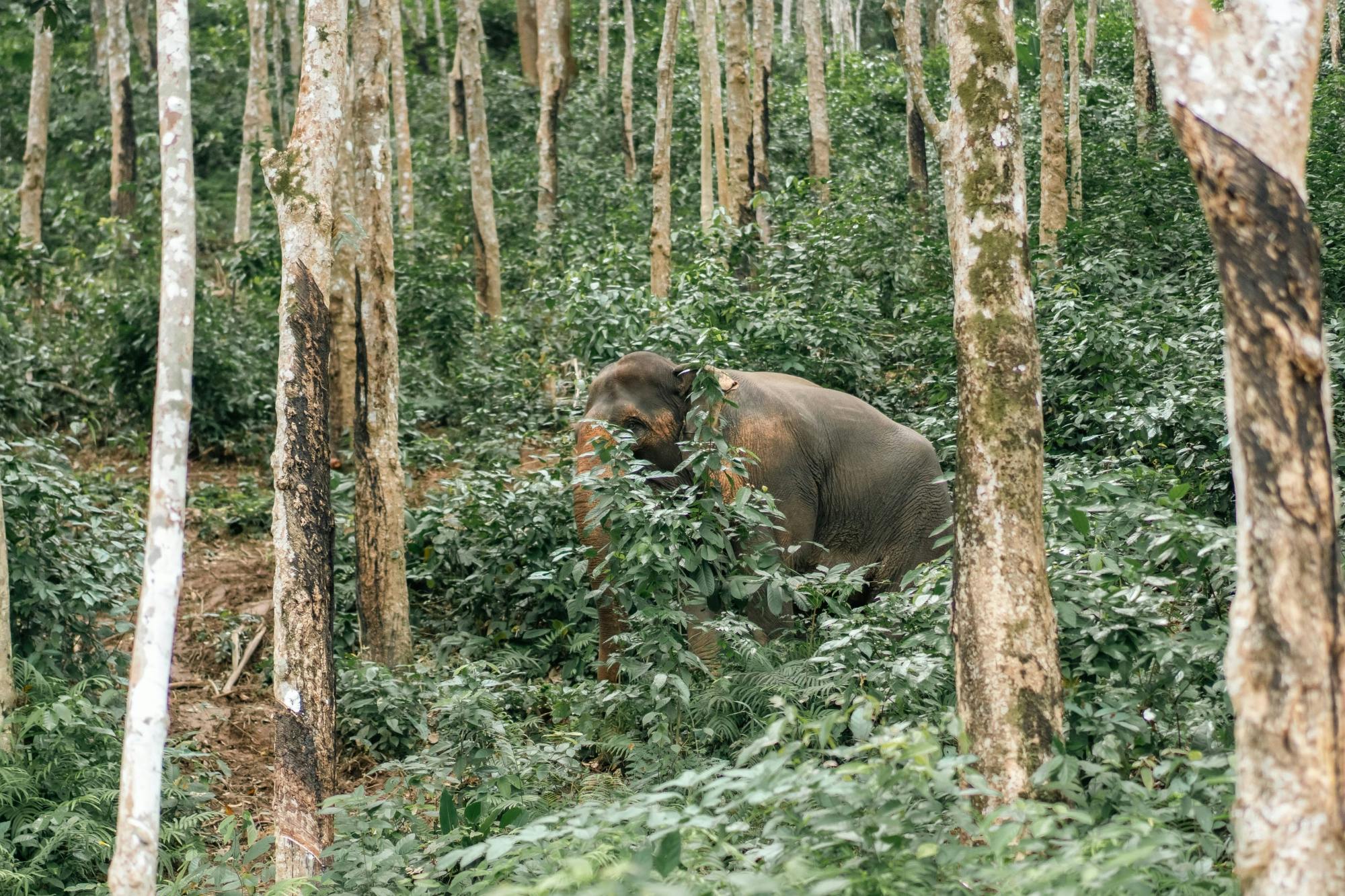Half day elephant encounter from Phuket