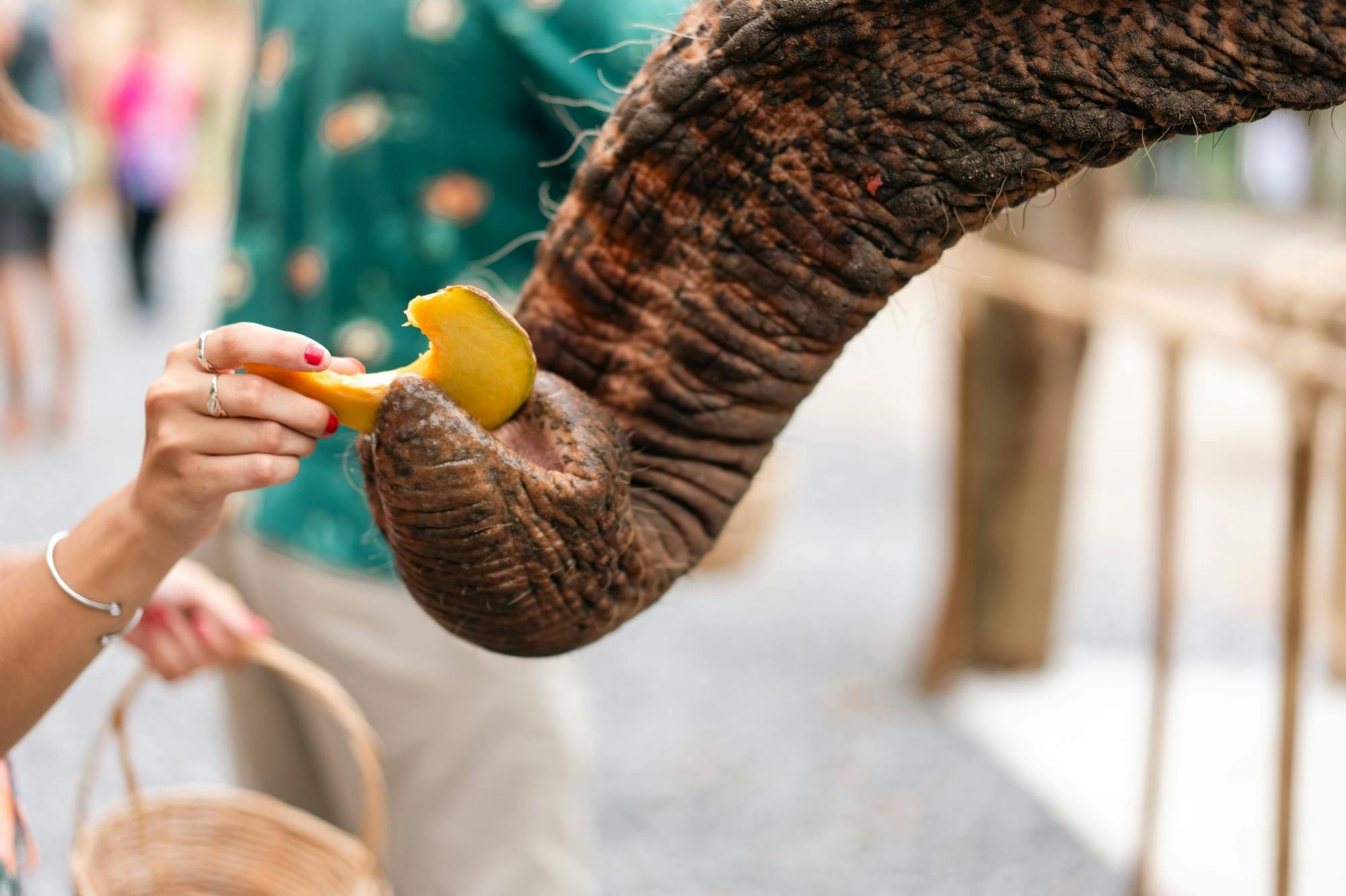 Half day elephant encounter from Phuket
