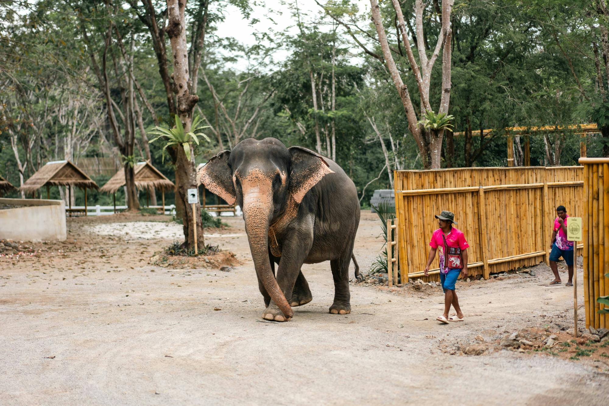 Half day elephant encounter from Phuket