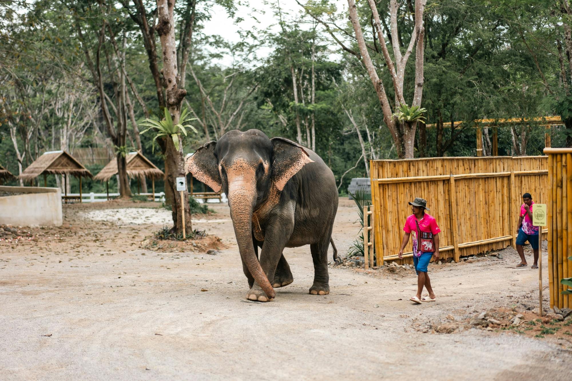Half day elephant encounter from Phuket