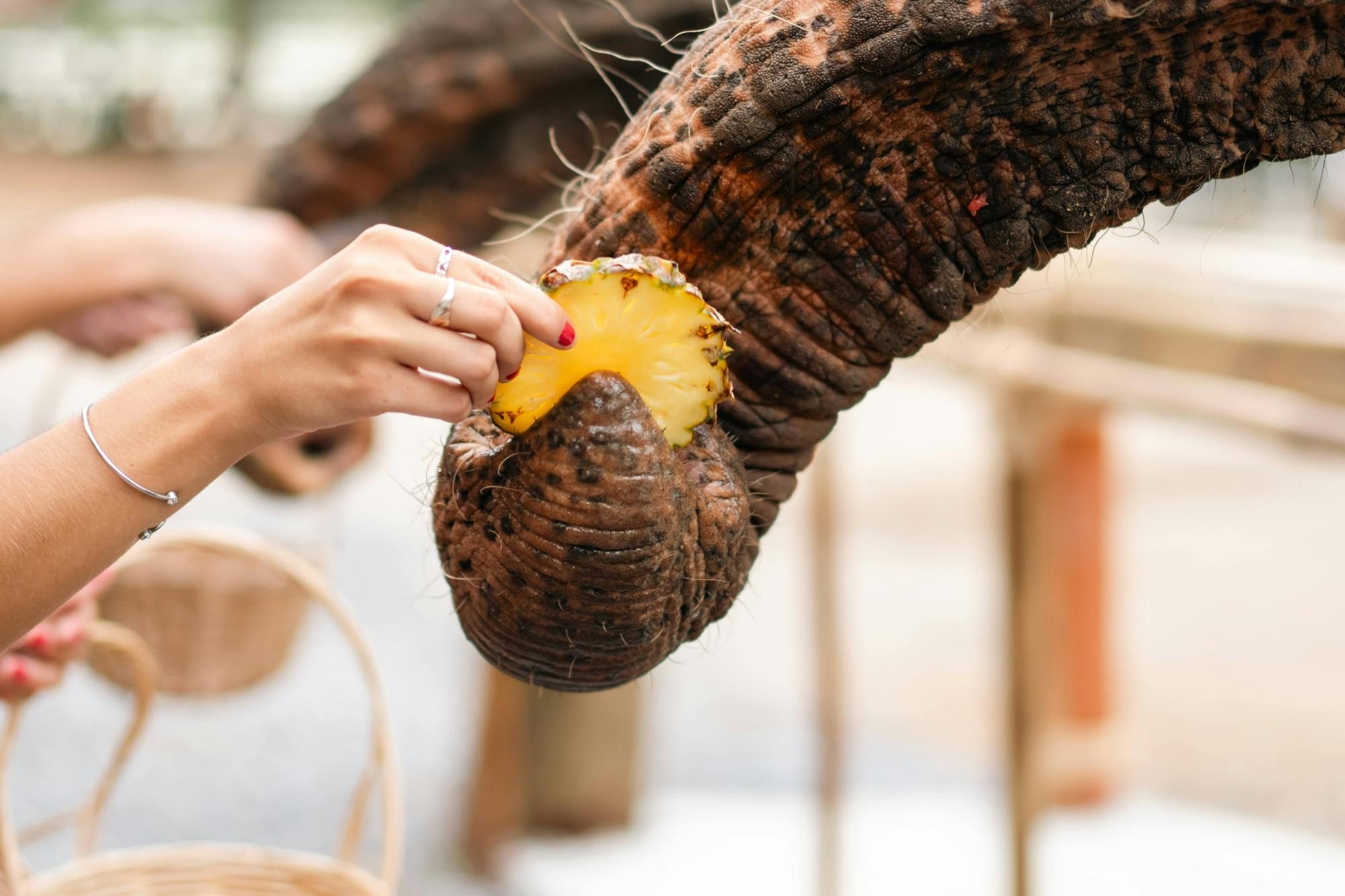 Half day elephant encounter from Phuket