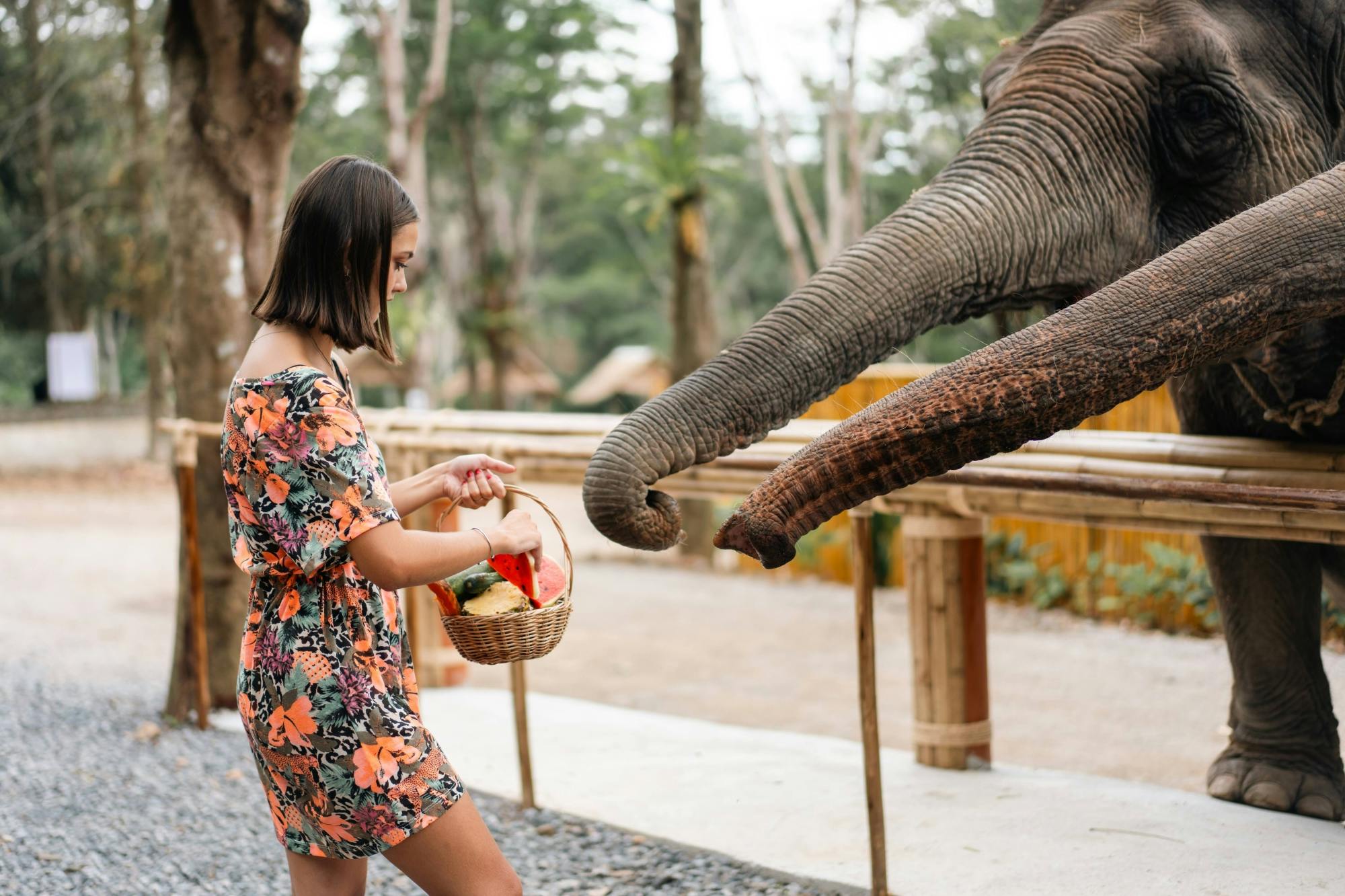 Half day elephant encounter from Phuket