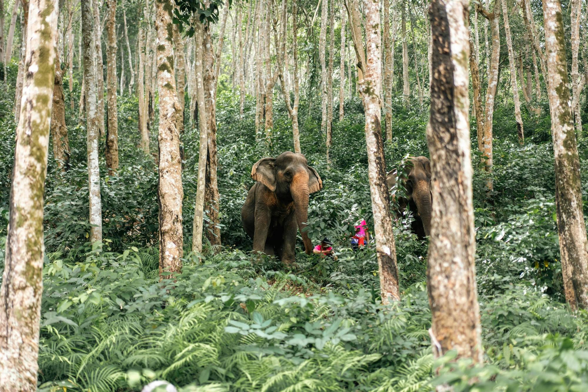 Half day elephant encounter from Phuket