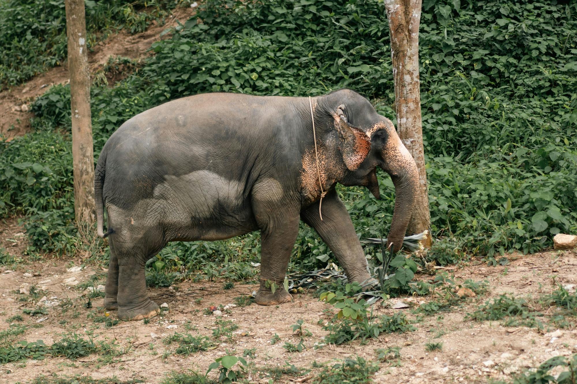Half day elephant encounter from Phuket