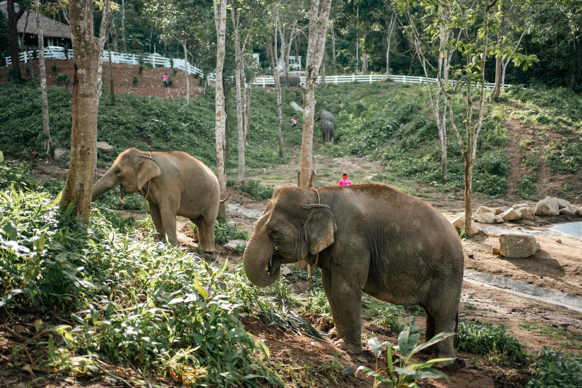 Half-day elephant sanctuary visit in Phuket
