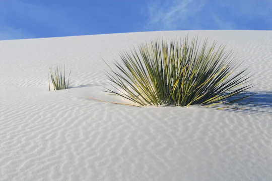 Self-Guided Audio Driving Tour of White Sand National Park
