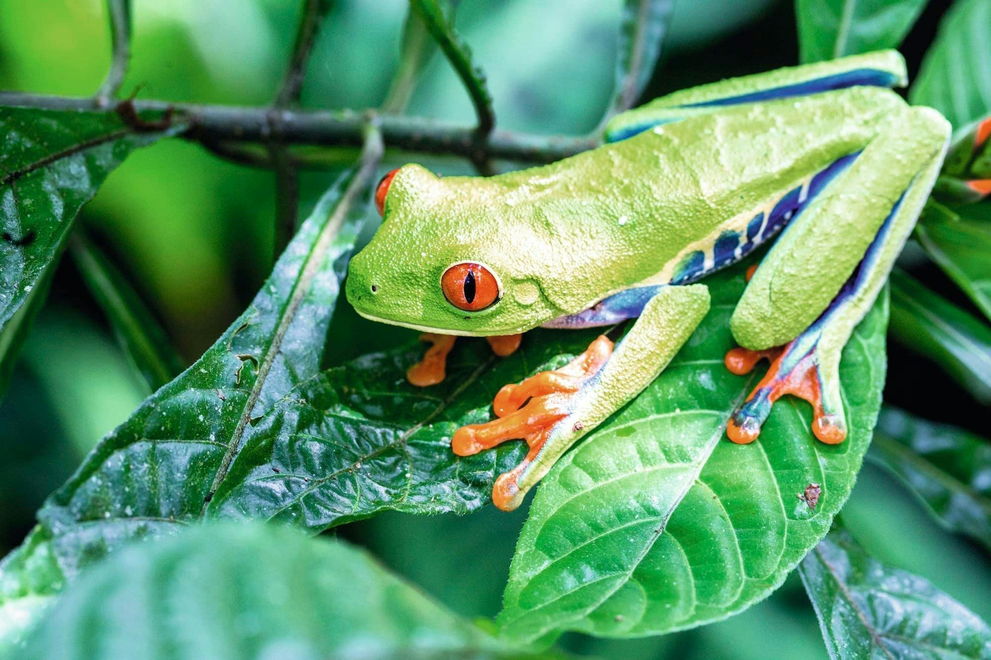 Monteverde Cloud Forest Tour