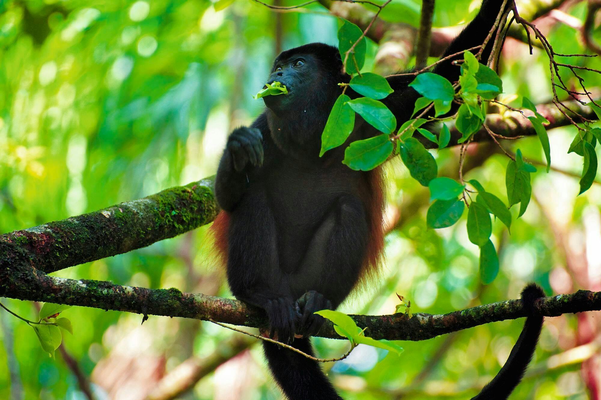 Monteverde Cloud Forest Tour
