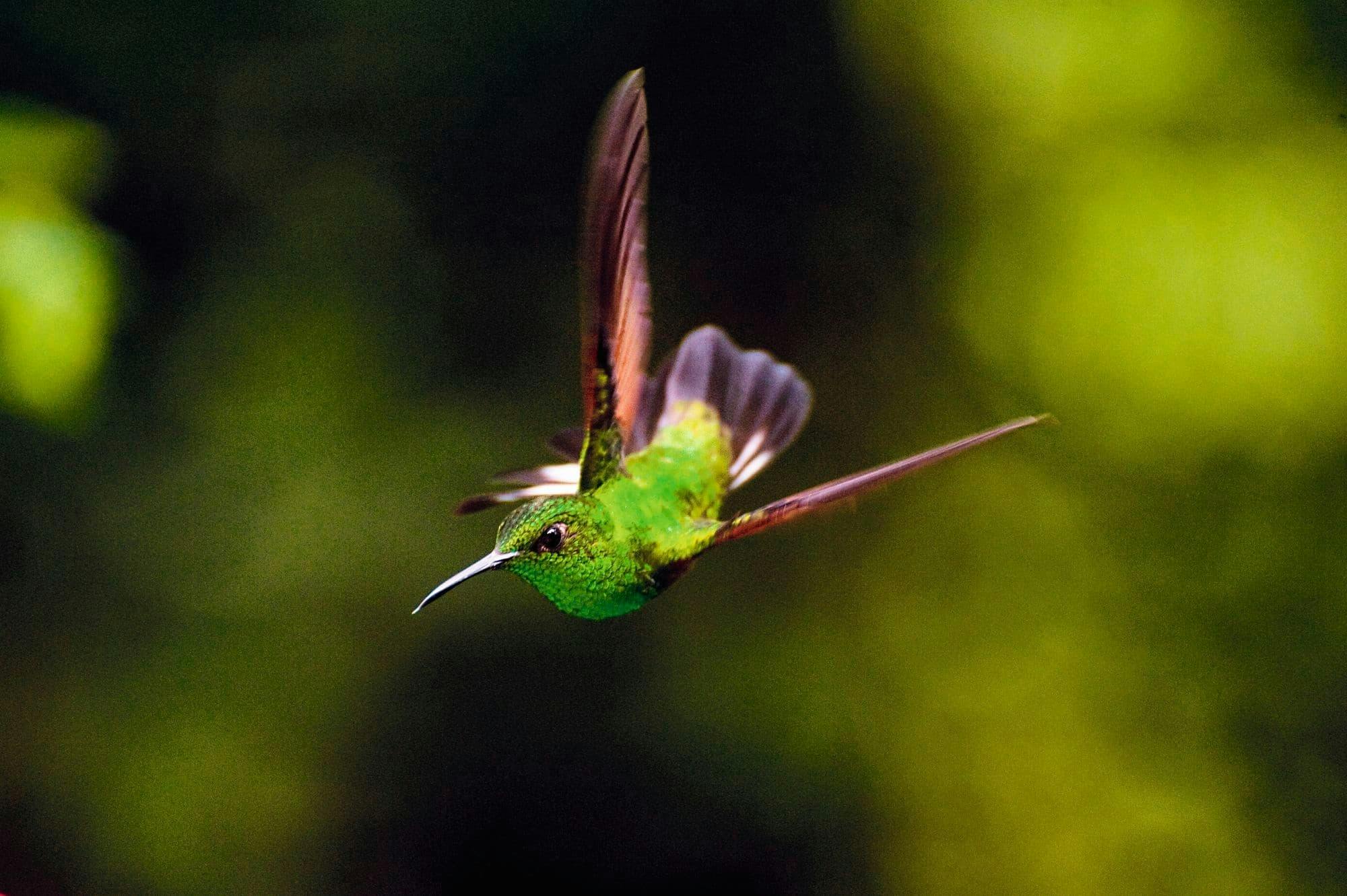 Monteverde Cloud Forest Tour