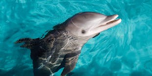 Puerto Aventuras zwemmen met dolfijnen avontuur ticket