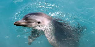 Zwemmen met dolfijnen avontuur bij Dolphin Discovery Isla Mujeres ticket