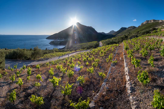 Wine tasting tour in Pelješac Peninsula and Ston visit