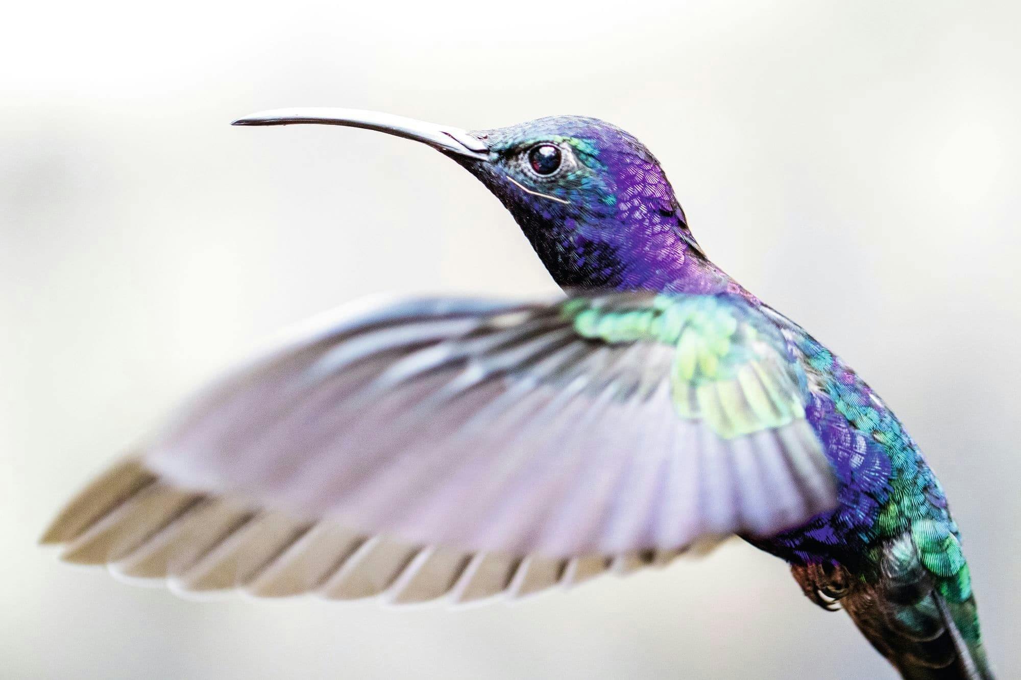 Monteverde Cloud Forest Tour