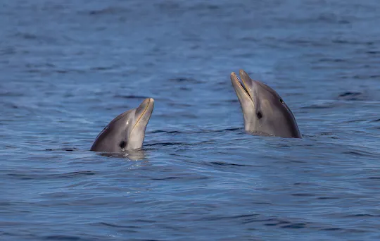Escursione in barca a Cabo de Formentor con osservazione dei delfini
