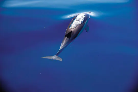 Delfin-Erlebnisse im Aquaventuras Park