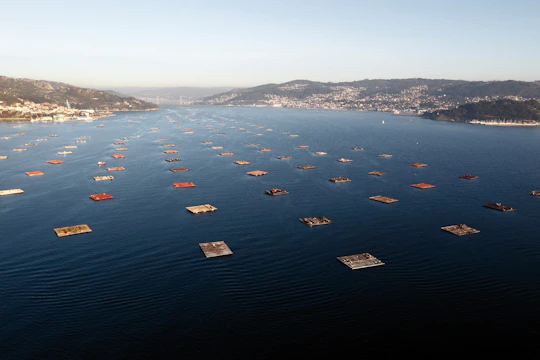 Vigo estuary tour with mussel tasting and wine from Cangas
