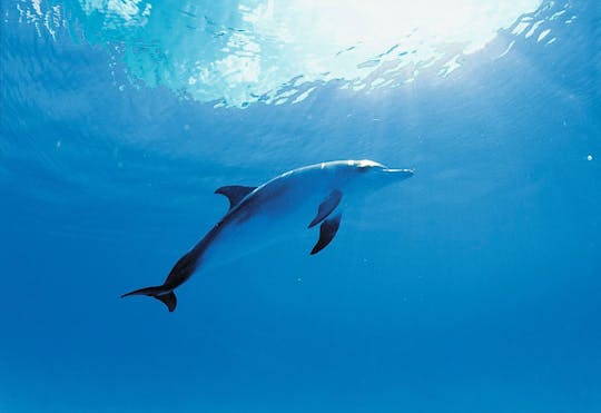 Bilet na spotkanie z delfinami w Isla Discovery