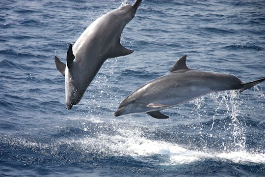 Światowy Dzień Oceanów w Tarifie z wycieczką z przewodnikiem i rejsem z delfinami