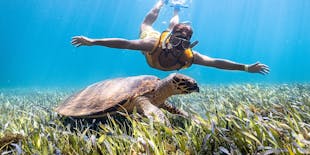 Tour di snorkeling a Cancun con tartarughe, barriere coralline, relitti e altro ancora