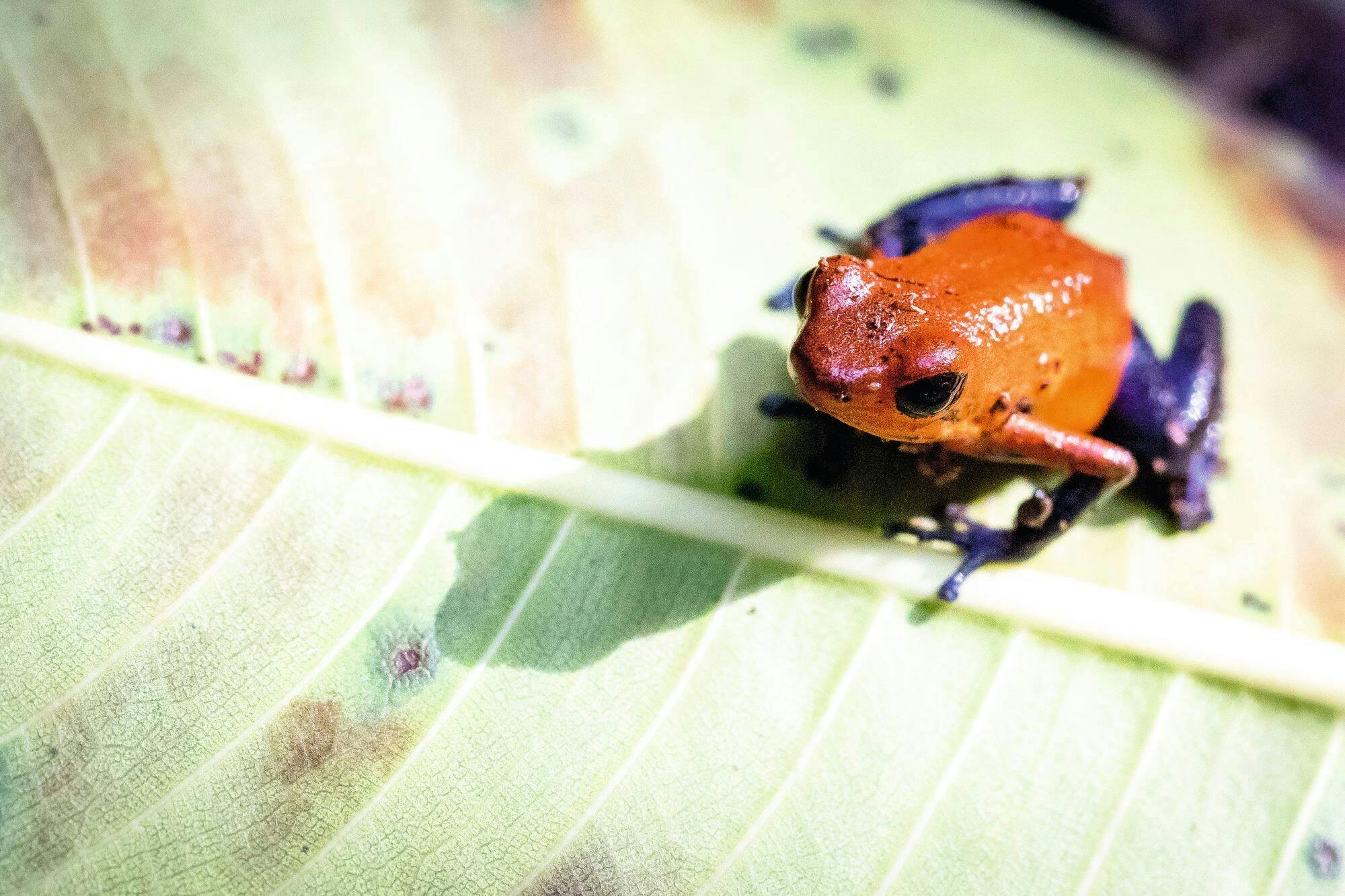 Sensoria Rainforest hiking tour