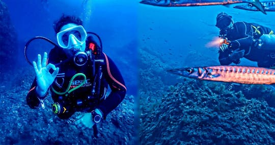 Excursión de buceo con dos inmersiones desde el puerto de Bonaire para buzos certificados