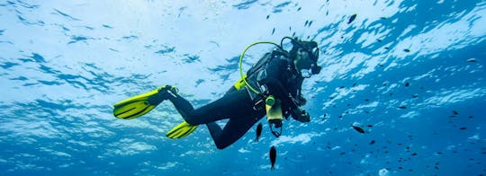 Scuba tour with one dive from Bonaire Harbour for certified divers